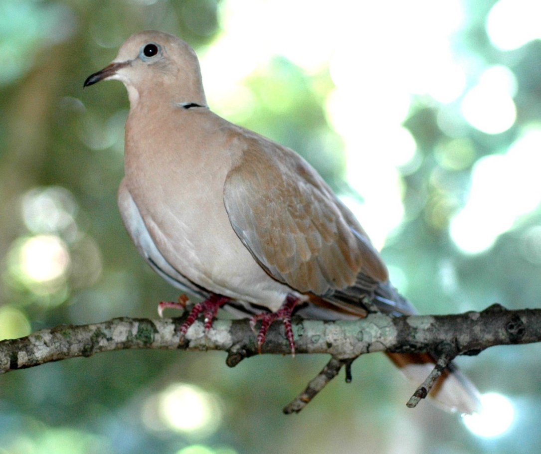 ringneck-doves